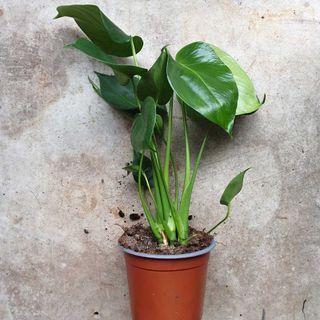 young monstera plant in a plastic pot