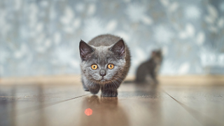 Grey cat chasing a red laser on the floor | why do cats chase lasers?