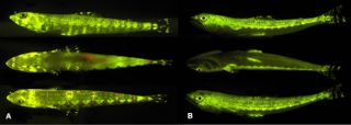 Other lizard fish are fluorescent, including Synodus synodus (left) and S. saurus (right), which researchers found in the Bahamas. It's unknown whether Bathysaurus ferox is also fluorescent.