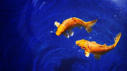 Pisces Season 2022: Two golden koi carp fishes close up, dark blue sea background, yellow goldfish swims in water, night moonlight glow, shiny stars, fantastic sky galaxy illustration, Pisces constellation horoscope sign.