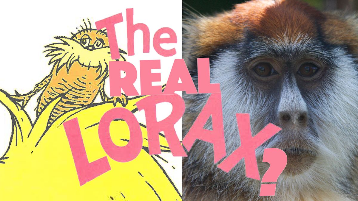 This Mustached Monkey Likely Inspired Dr. Seuss' Lorax | Live Science