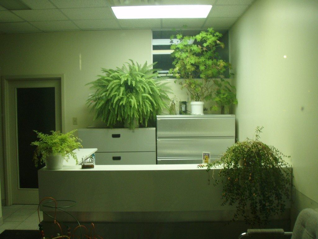 Potted Plants In An Office