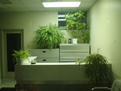 Potted Plants In An Office