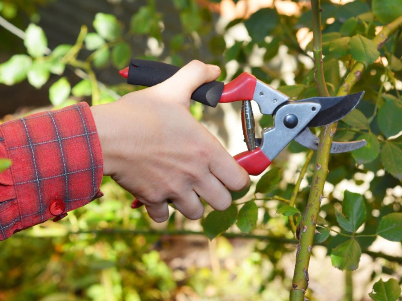 Pruning Of A Rose Bush