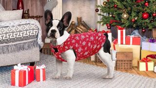 Dog wearing one of the best dog Christmas sweaters