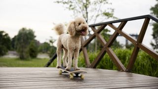 Poodle on skateboard