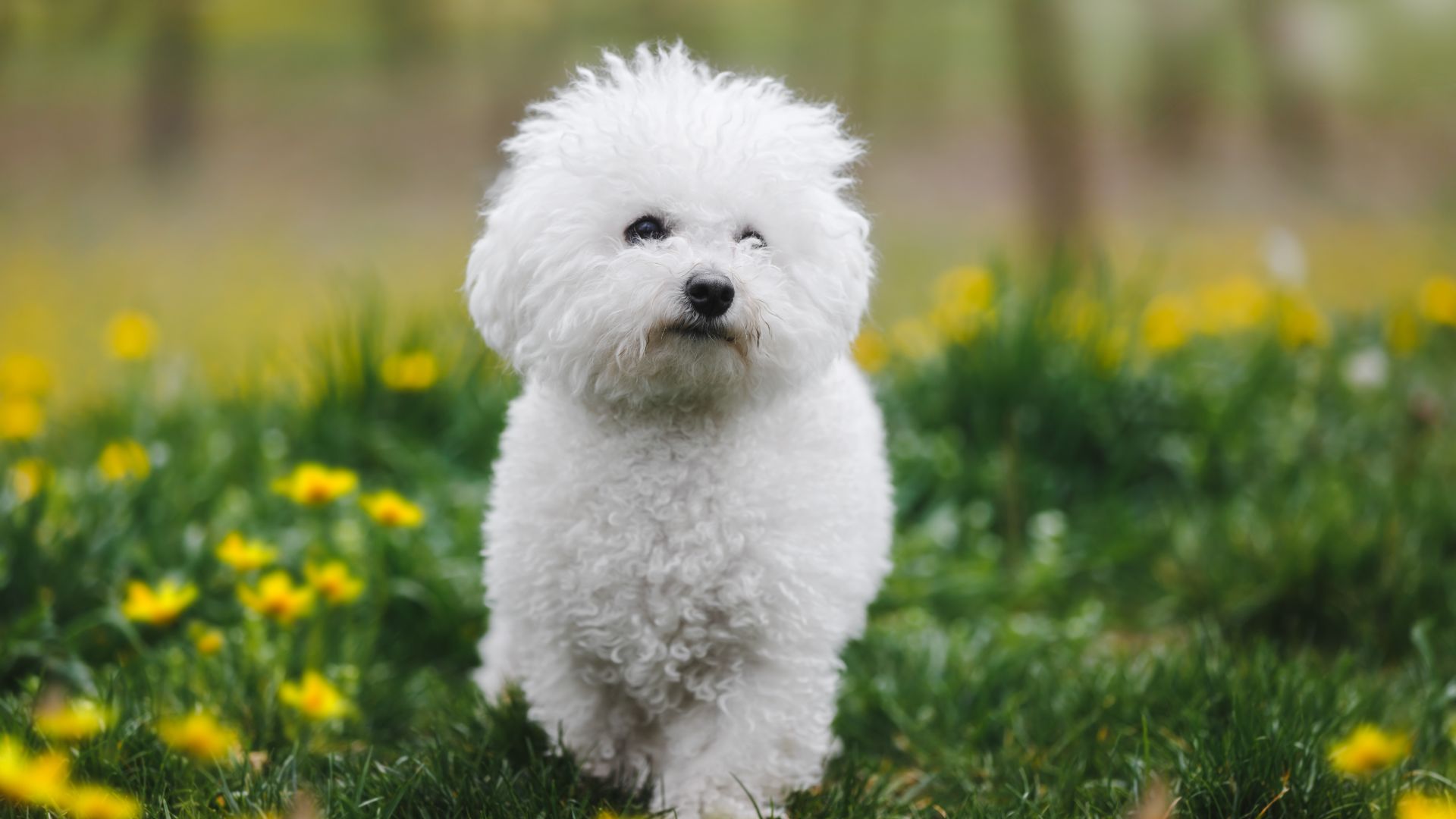 Bichon Frise dog walking through a garden