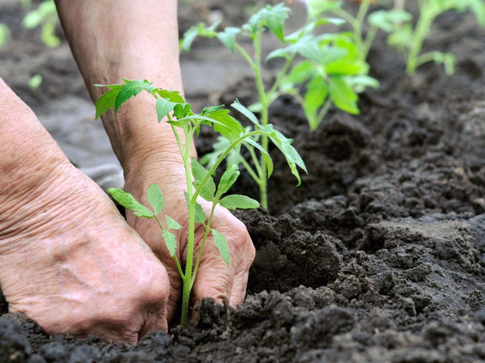 How To Jump Start Tomato Plants - 3 Tips To Get Plants Growing!