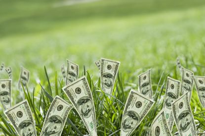 picture of dollar bills growing in grass