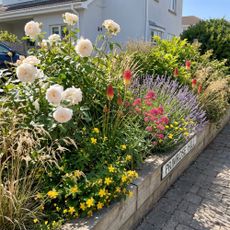 raised bed border planted with drought resistant plants