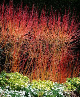 bright red cornus stems underplanted with snowdrops in a winter garden