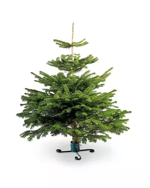 Medium Nordman Fir