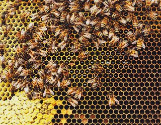 Hexagons: Bees making honey in honeycomb