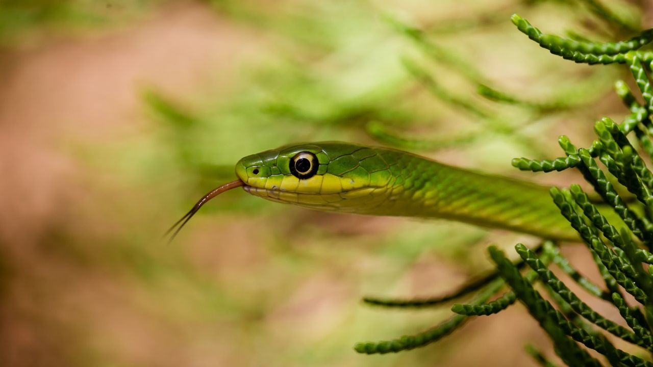 snake in plants