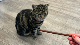 Nala with one of the best cat treats in Megan's hand