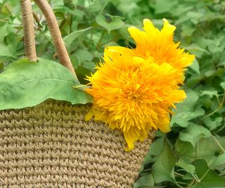 sunflower Teddy Bear variety freshly harvested from cutting flower garden