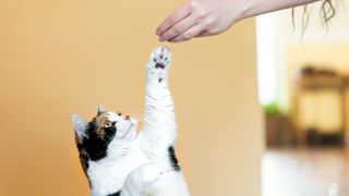Cat reaching for treat from owner's hand