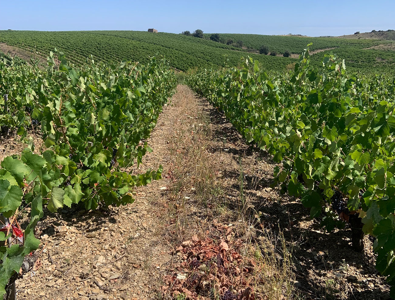 Faug&amp;egrave;res latest releases