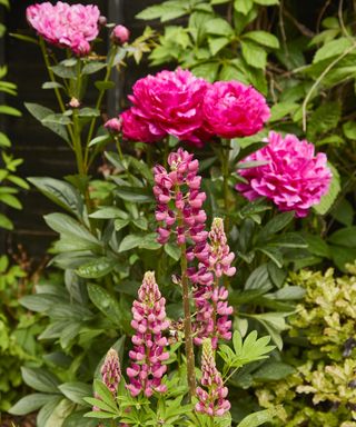 Kansa peonies and lupins growing in a flower bed