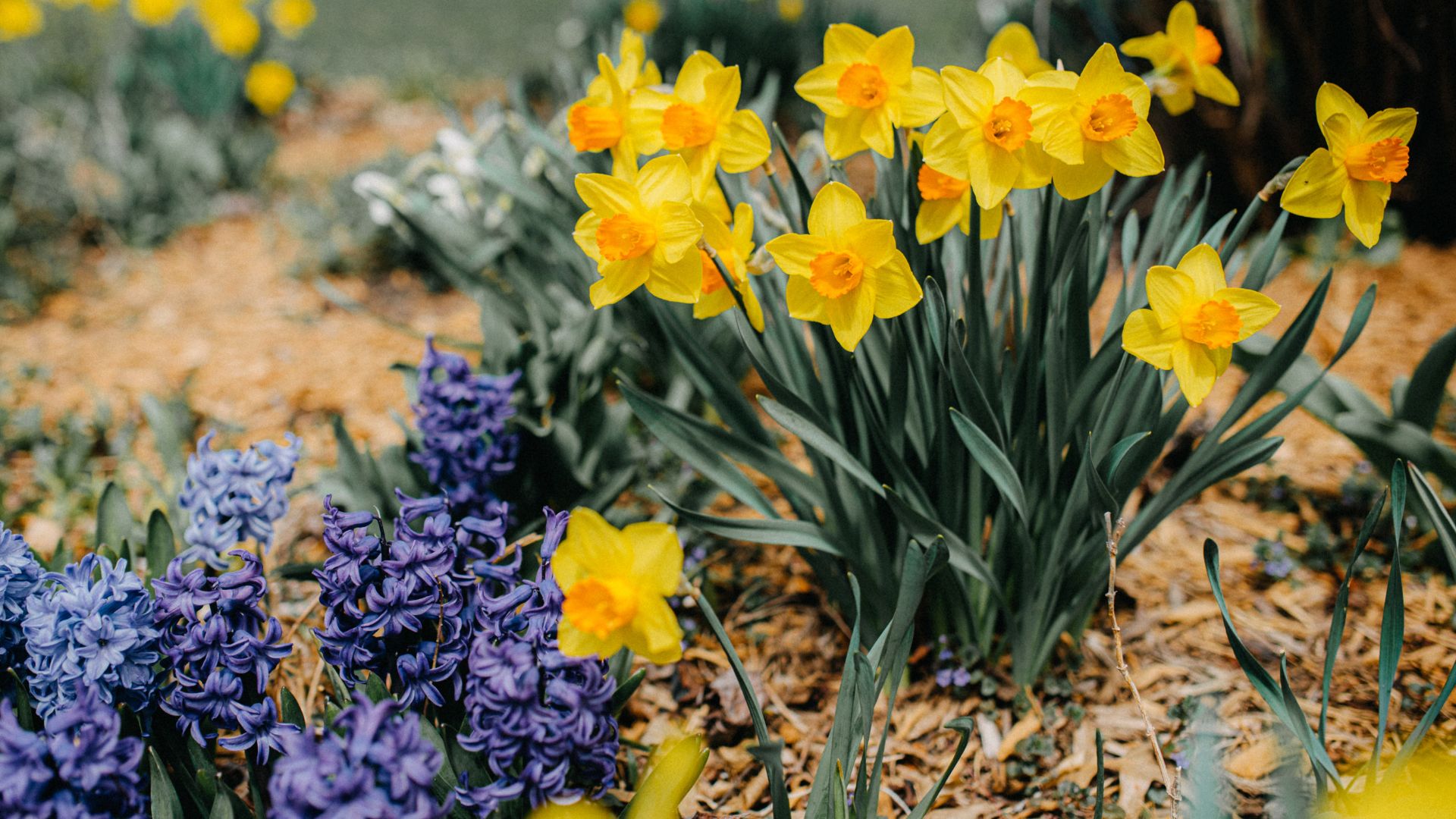 picture of daffodils and hyacinths growing in ground with mulch around them