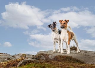 Smooth fox terriers