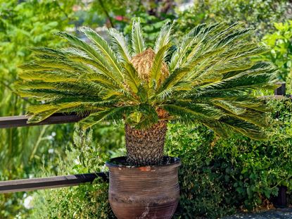 Potted Sago Palm Plant