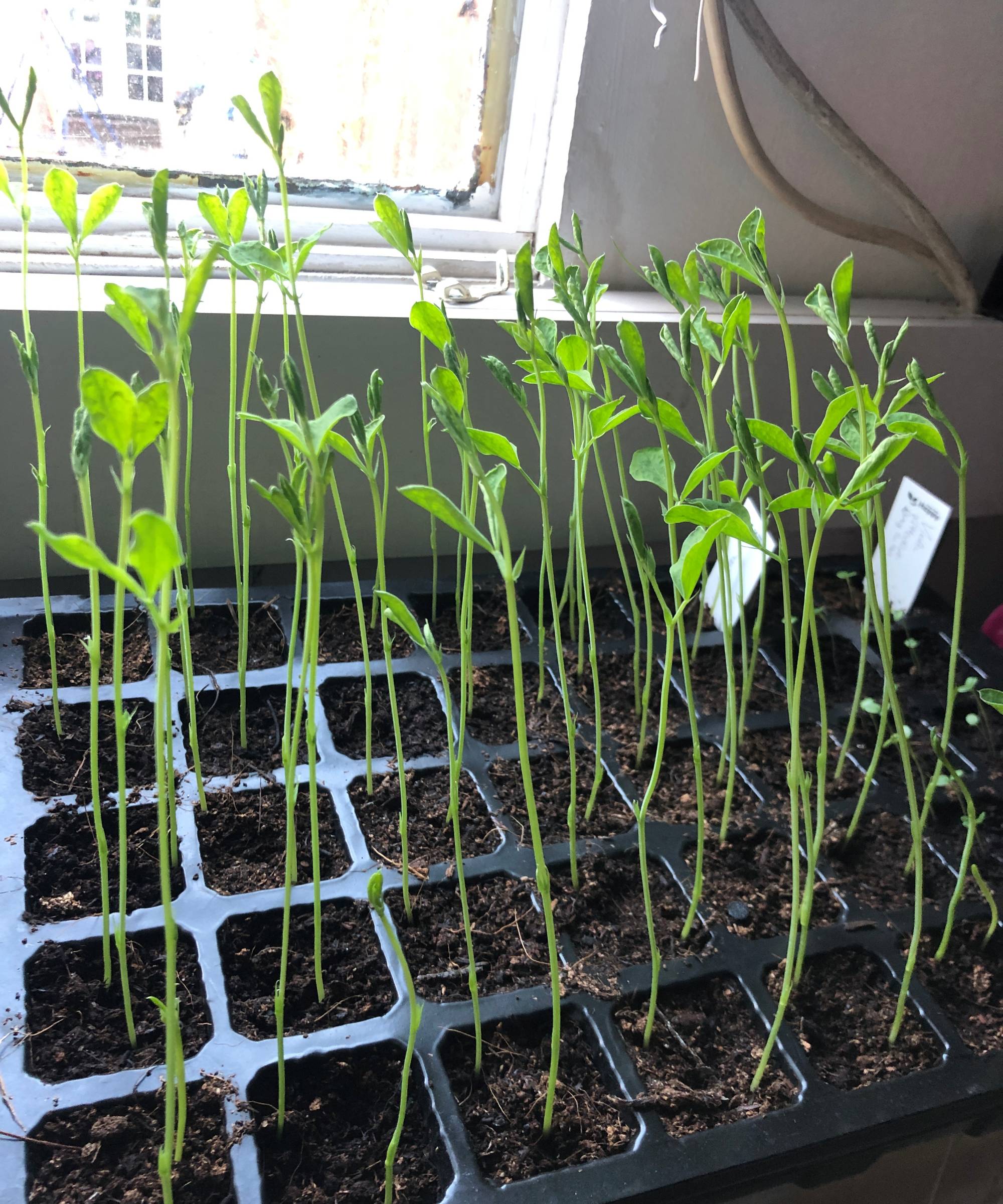 Leggy seedlings by a window