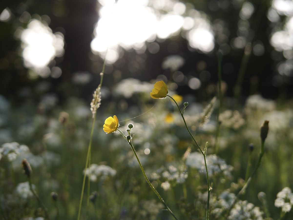 Sample image taken with the Panasonic Lumix L10; wildflowers at first light