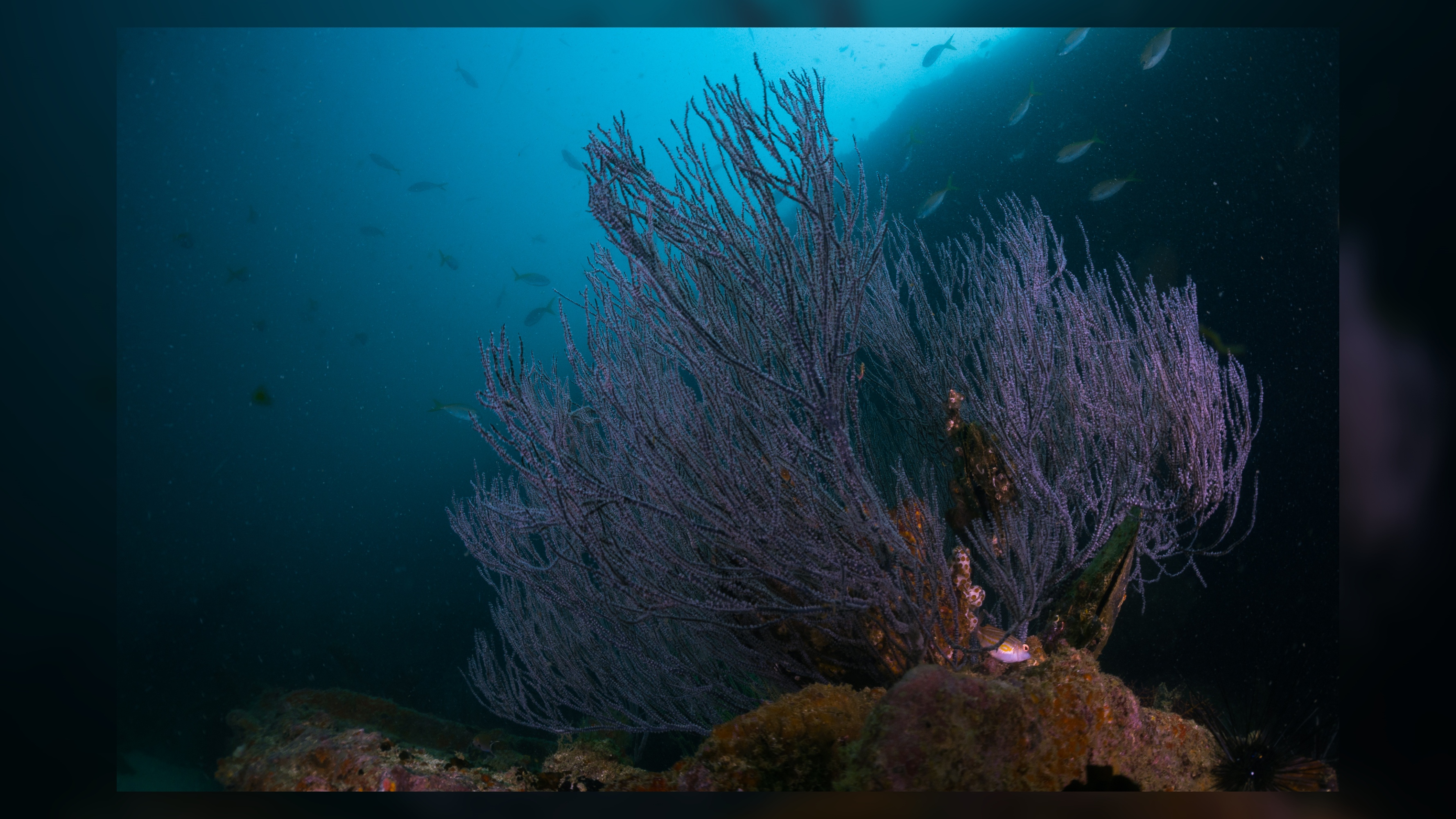 Branching Antipatharians Black Corals - Thorn Coral (Anthozoa Antipatharia) at Hardeep Shipwreck (Suthathip). Sunken streamship from WW II bombing under water Gulf of Thailand. Indo Pacific Ocean.