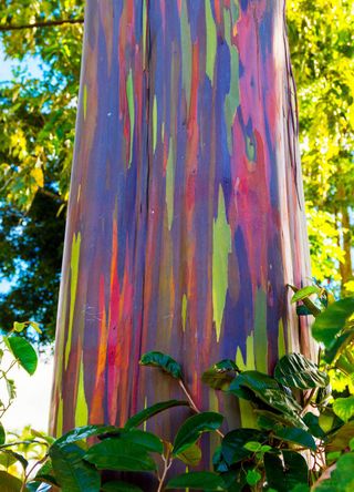 Indonesia for incredible rainbow eucalyptuses