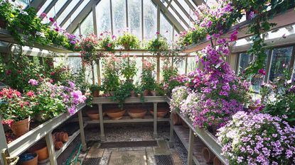 A greenhouse filled with geraniums for overwintering