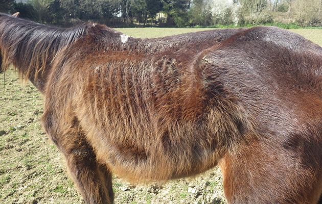 starved horse