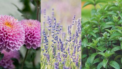 Plants to repel ants mint, lavender and chrysanthemum