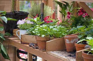 Rooted plant cuttings on potting table