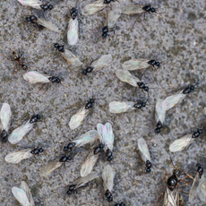 Black Garden Ants swarming on a paving slab in summer UK 