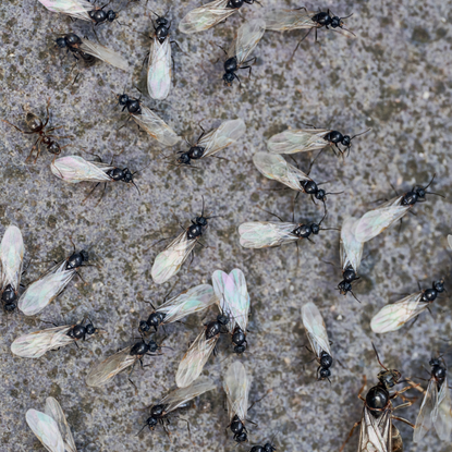 Black Garden Ants swarming on a paving slab in summer UK