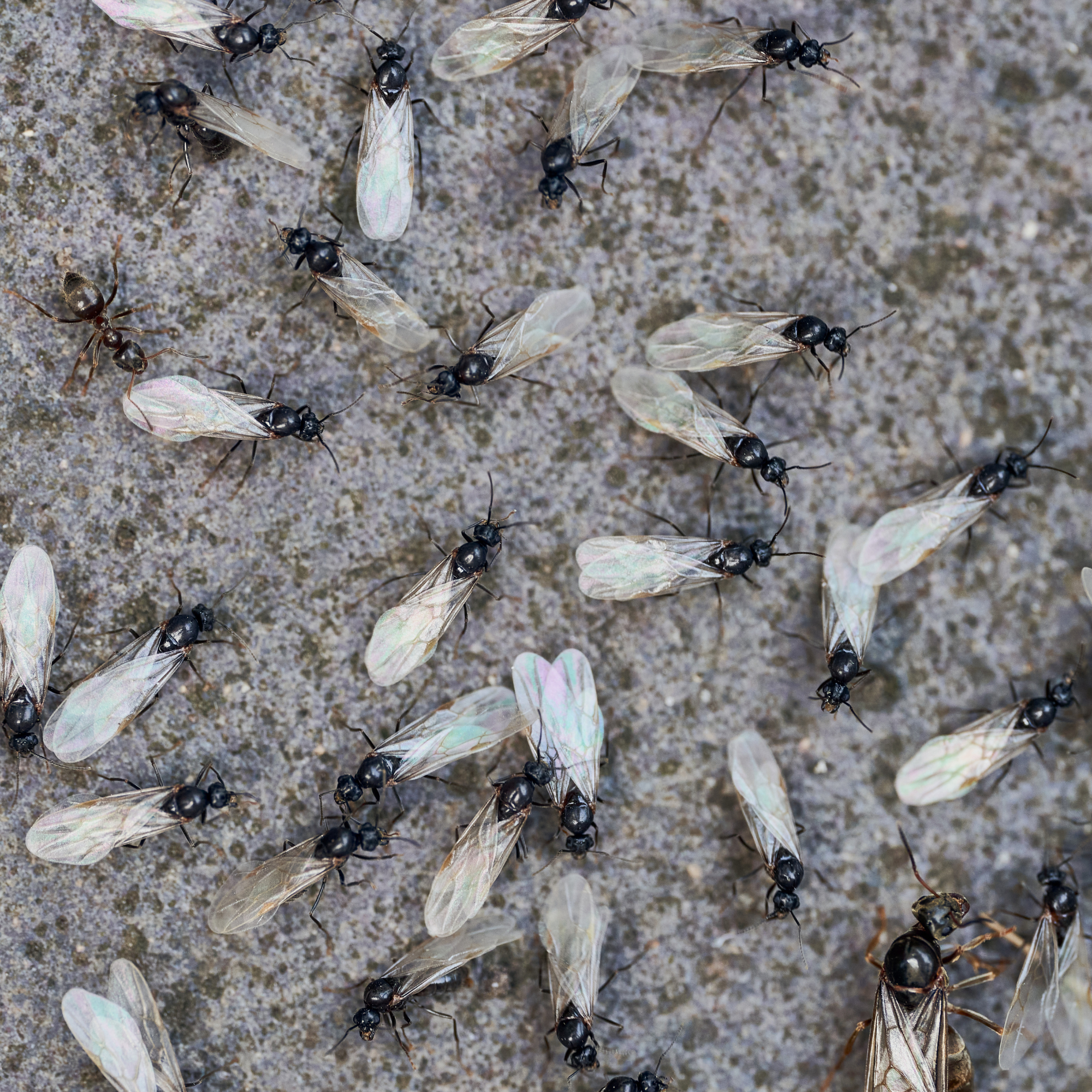 Black Garden Ants swarming on a paving slab in summer UK