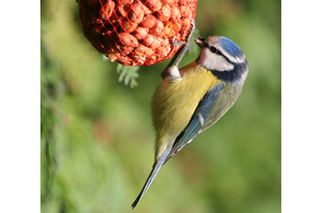 animals, birds, parenting