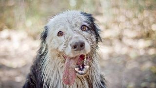 why does my dog smell