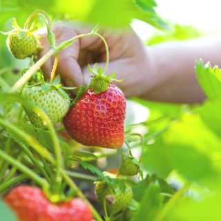 home-grown organic strawberries being hand picked in the vegetable garden