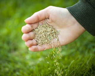 Gardener overseeds the lawn