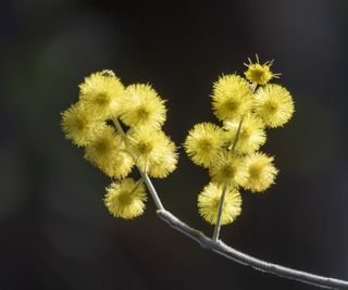 Close up image of yellow mimosa blossom