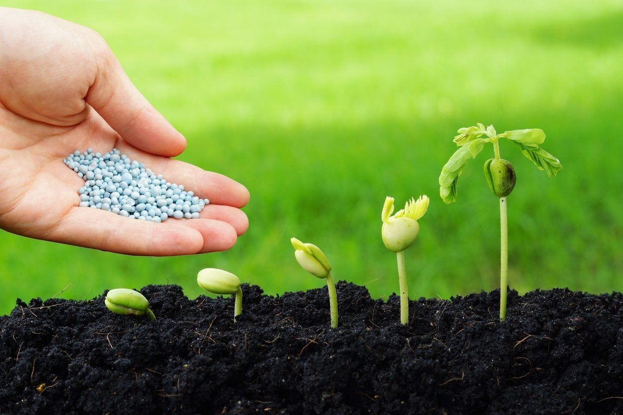 feed seedlings