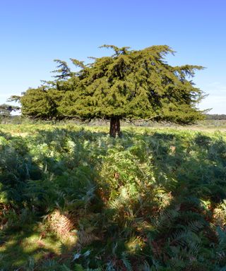 Identifying-british-trees-English-Yew-1-The-Woodland-Trust