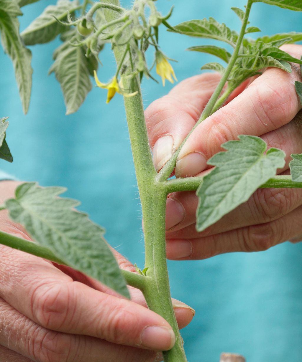 Watering tomato plants the right way is the key to success Gardeningetc