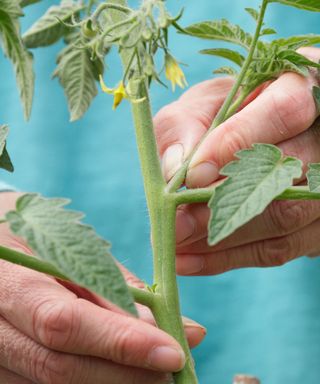 Pinching out the side shoots on a cordon grown tomato plant to promote strong growth