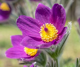 Spring-blooming pasque flowers add dainty beauty to a rock garden