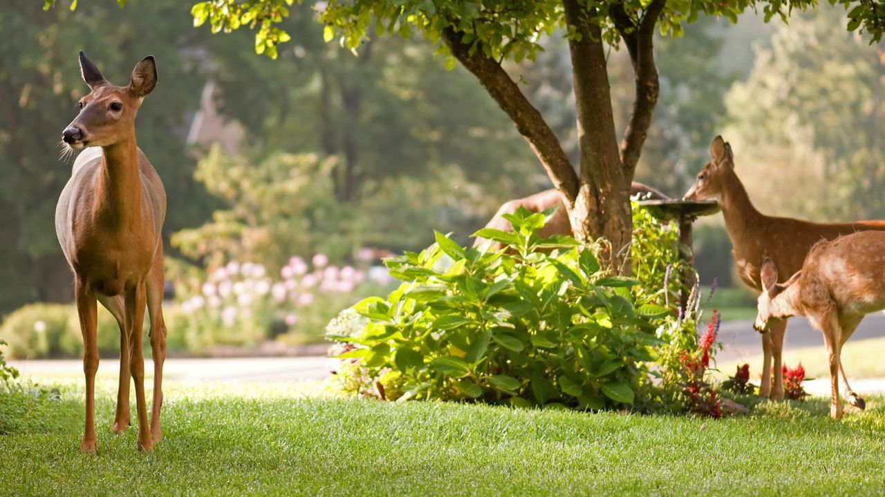 deer grazing on garden lawn