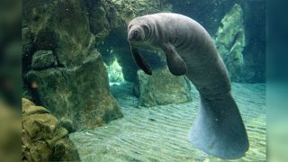 A manatee swimming