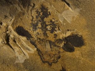 This fossil shows a profile of a flower, including its ovary (bottom center), sepals and petals (on either side), and tree-shaped style (top).